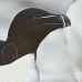 razorbill_msi_h_1266_can0886.jpg